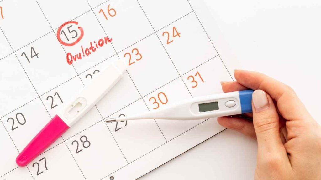 Repérer l'ovulation avec la symptothermie sur un calendrier de cycle, naturopathe Lyon Sophie Rodriguez