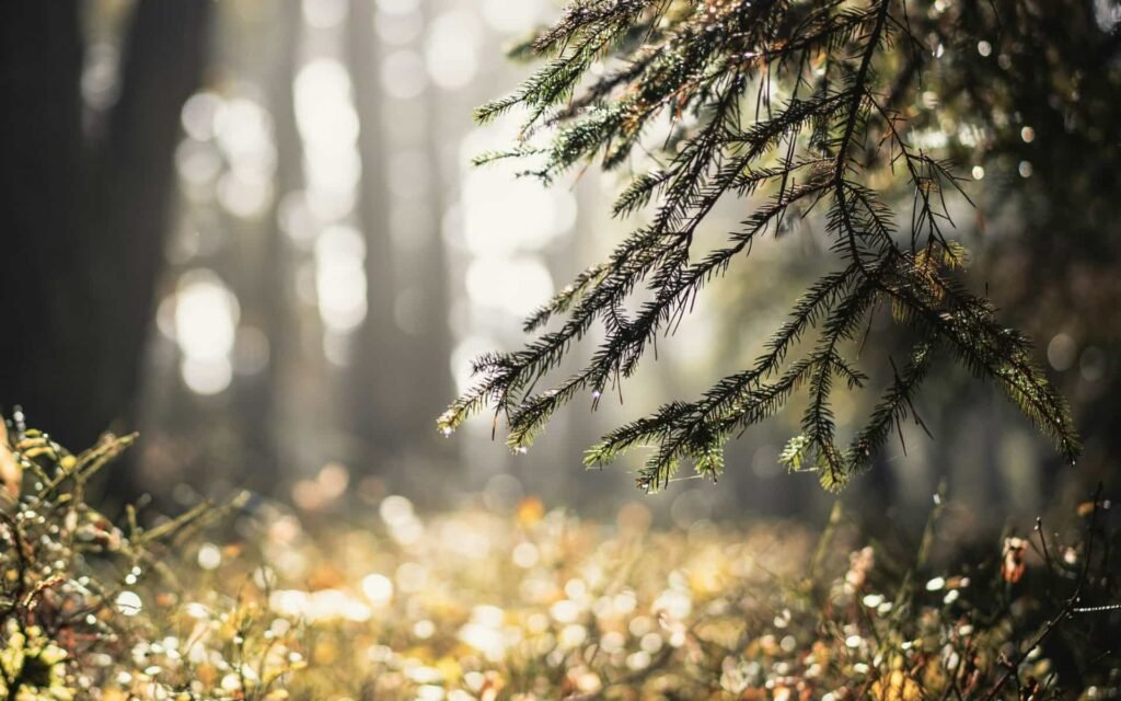 Lumière douce du matin, atmosphère apaisée autour de la question pourquoi je ne tombe pas enceinte alors que j'ovule