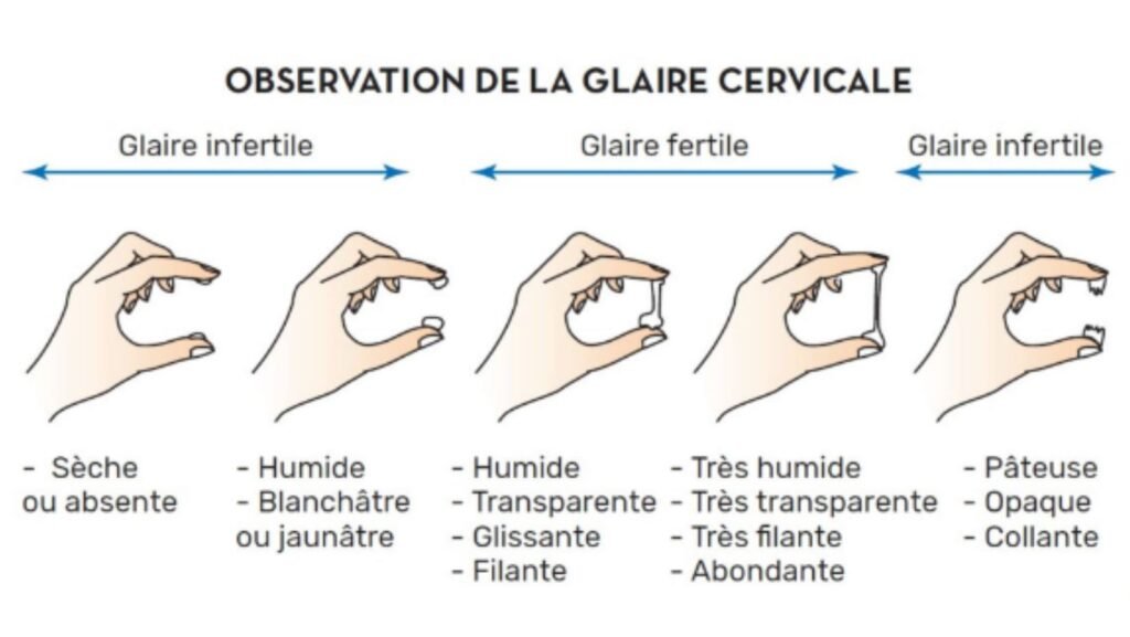 https://chatgpt.com/c/69de1818-03b4-8394-a2c2-6de8798c9f2a#:~:text=sch%C3%A9ma%20cycle%20menstruel%20ovulation%20fen%C3%AAtre%20fertilit%C3%A9
